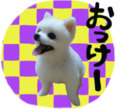 Live photo cute dog Pomeranian's roll sticker #14368459