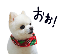 Live photo cute dog Pomeranian's roll sticker #14368460