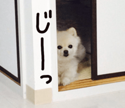 Live photo cute dog Pomeranian's roll sticker #14368461