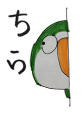 quaker parrot sticker #14371207