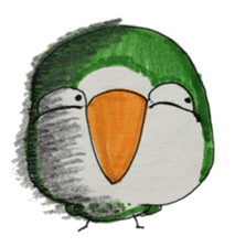 quaker parrot sticker #14371208