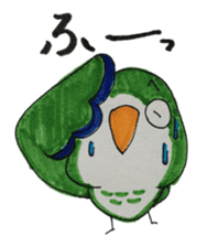 quaker parrot sticker #14371223