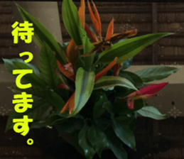 CebuIsland's sticker sticker #14372829