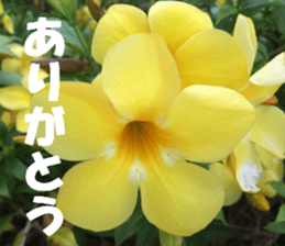 CebuIsland's sticker sticker #14372839