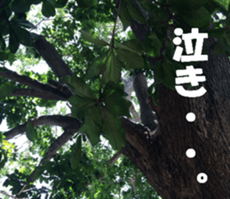 CebuIsland's sticker sticker #14372848