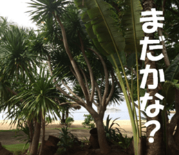 CebuIsland's sticker sticker #14372852