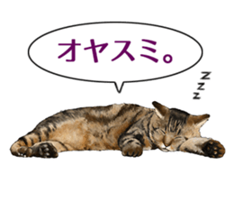 the fluffy cats 2 sticker #14374429