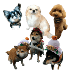 Cute dog of Nishimu and Ami and Yukina