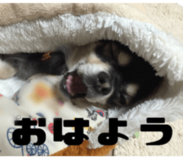 Cute dog of Nishimu and Ami and Yukina sticker #14374646