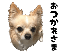 Cute dog of Nishimu and Ami and Yukina sticker #14374648