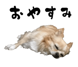 Cute dog of Nishimu and Ami and Yukina sticker #14374649