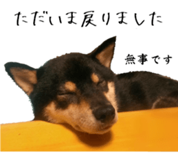 Cute dog of Nishimu and Ami and Yukina sticker #14374650