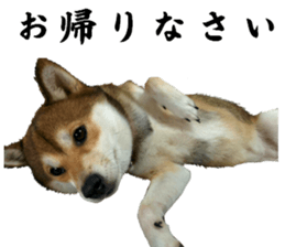 Cute dog of Nishimu and Ami and Yukina sticker #14374651
