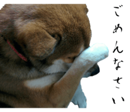 Cute dog of Nishimu and Ami and Yukina sticker #14374653