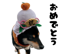Cute dog of Nishimu and Ami and Yukina sticker #14374655