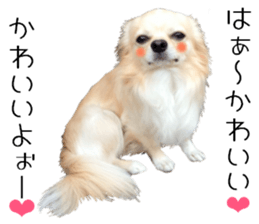 Cute dog of Nishimu and Ami and Yukina sticker #14374657