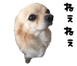Cute dog of Nishimu and Ami and Yukina sticker #14374658