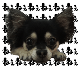 Cute dog of Nishimu and Ami and Yukina sticker #14374659