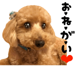 Cute dog of Nishimu and Ami and Yukina sticker #14374660
