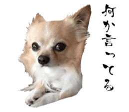 Cute dog of Nishimu and Ami and Yukina sticker #14374662