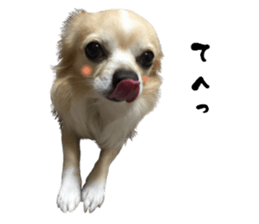 Cute dog of Nishimu and Ami and Yukina sticker #14374664
