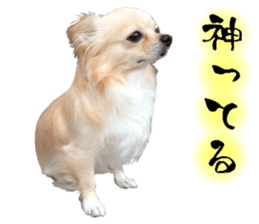 Cute dog of Nishimu and Ami and Yukina sticker #14374665