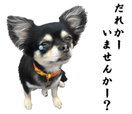 Cute dog of Nishimu and Ami and Yukina sticker #14374666