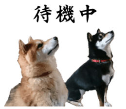 Cute dog of Nishimu and Ami and Yukina sticker #14374667