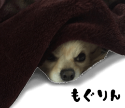 Cute dog of Nishimu and Ami and Yukina sticker #14374668