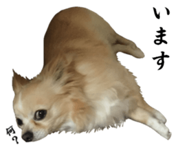 Cute dog of Nishimu and Ami and Yukina sticker #14374669