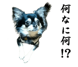 Cute dog of Nishimu and Ami and Yukina sticker #14374671