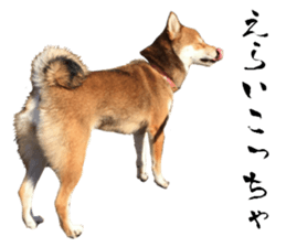 Cute dog of Nishimu and Ami and Yukina sticker #14374672