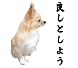 Cute dog of Nishimu and Ami and Yukina sticker #14374673