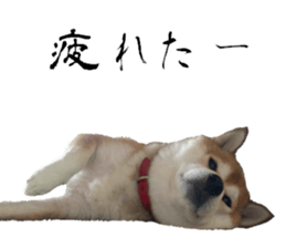 Cute dog of Nishimu and Ami and Yukina sticker #14374674