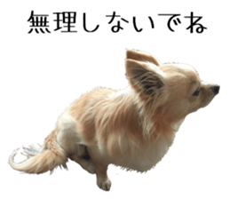 Cute dog of Nishimu and Ami and Yukina sticker #14374676