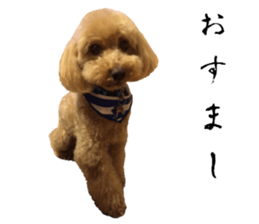 Cute dog of Nishimu and Ami and Yukina sticker #14374678