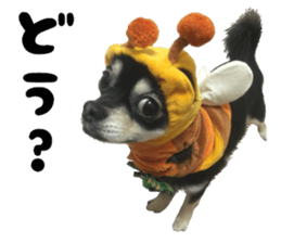 Cute dog of Nishimu and Ami and Yukina sticker #14374679