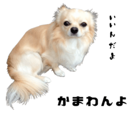 Cute dog of Nishimu and Ami and Yukina sticker #14374681