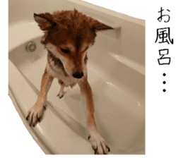 Cute dog of Nishimu and Ami and Yukina sticker #14374683