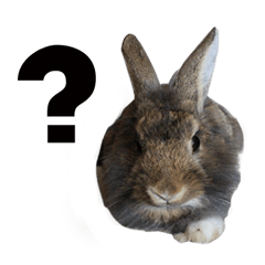 Three fat rabbits