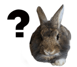 Three fat rabbits sticker #14374998
