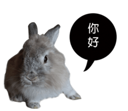 Three fat rabbits sticker #14374999