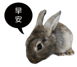 Three fat rabbits sticker #14375000