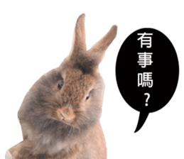 Three fat rabbits sticker #14375001
