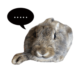 Three fat rabbits sticker #14375002
