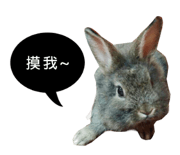 Three fat rabbits sticker #14375004