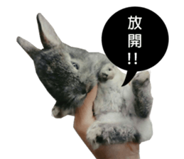Three fat rabbits sticker #14375008