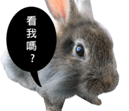 Three fat rabbits sticker #14375012