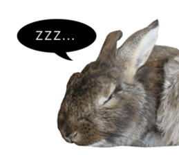 Three fat rabbits sticker #14375013