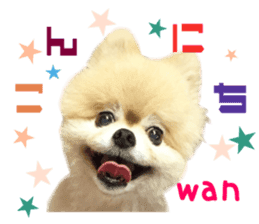 Real DOG Pomeranian -BOO- sticker #14377830